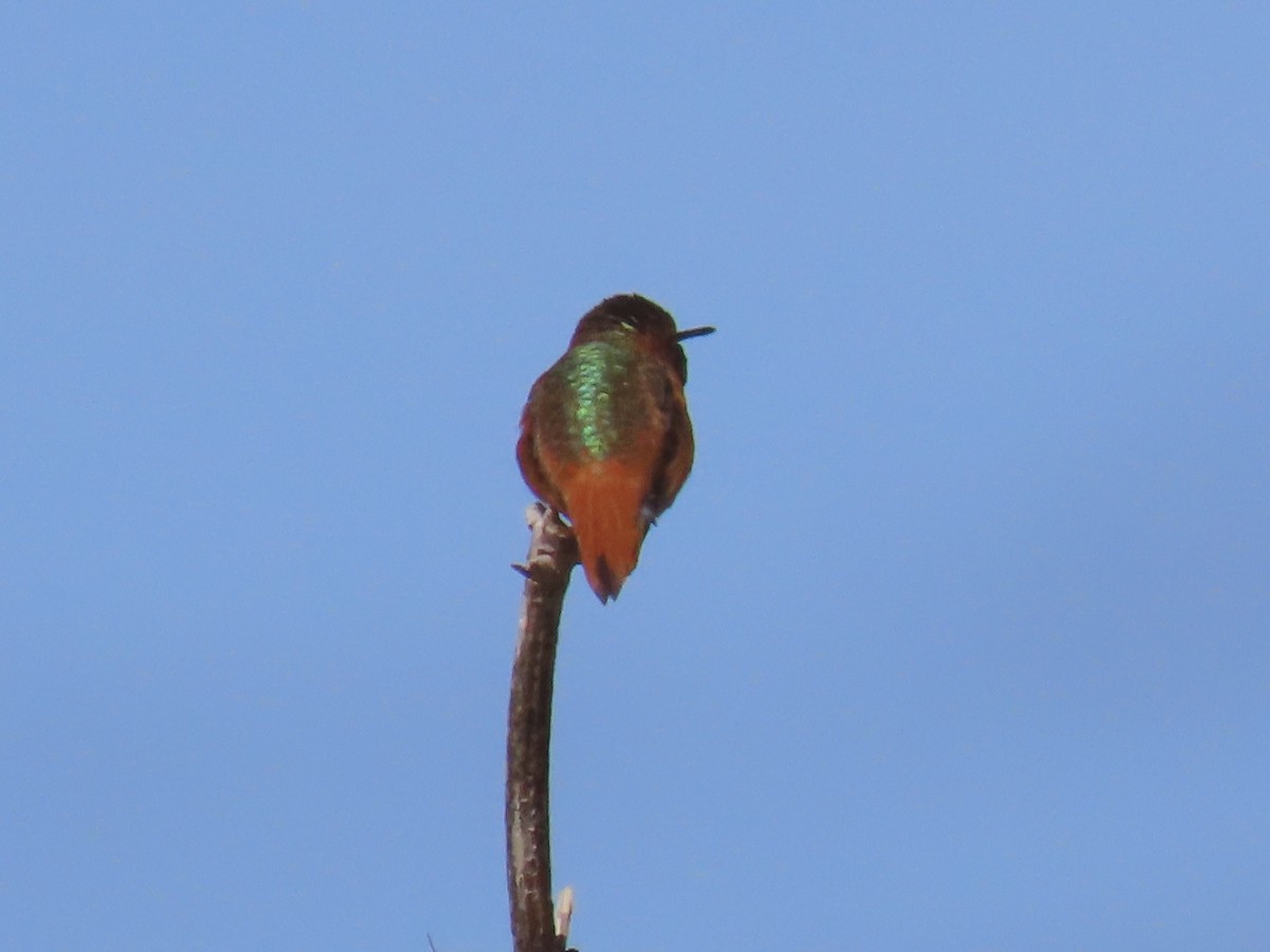 Allen's Hummingbird - ML553888441