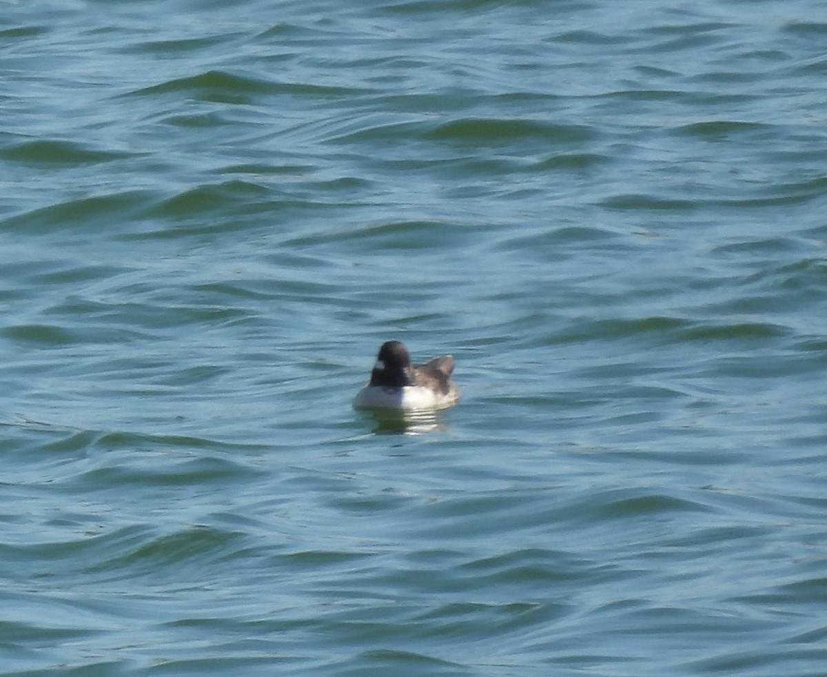 Bufflehead - ML553888671