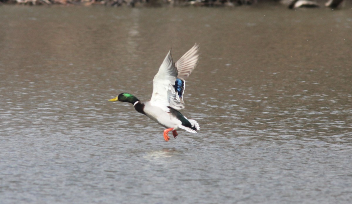 Mallard - Tom Smith