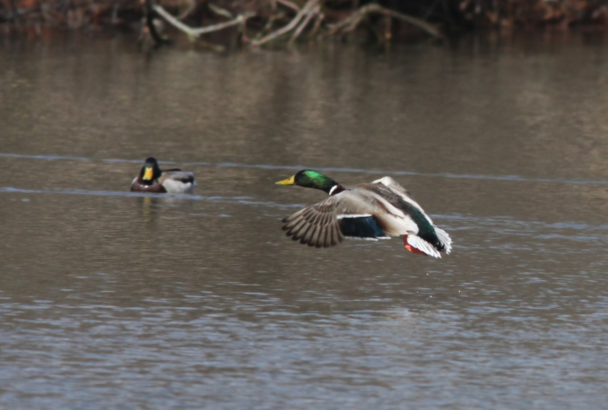 Mallard - Tom Smith