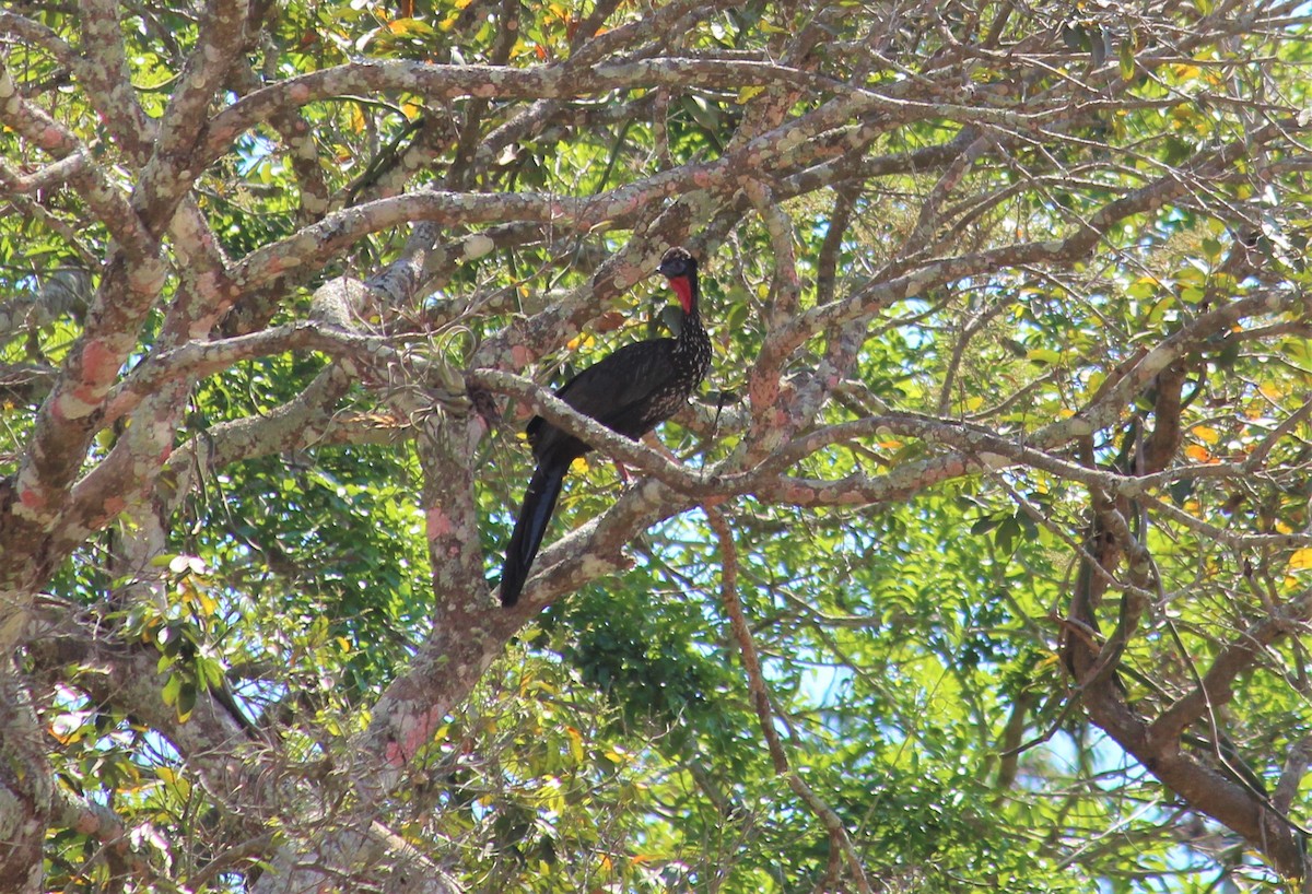 Crested Guan - ML553889301