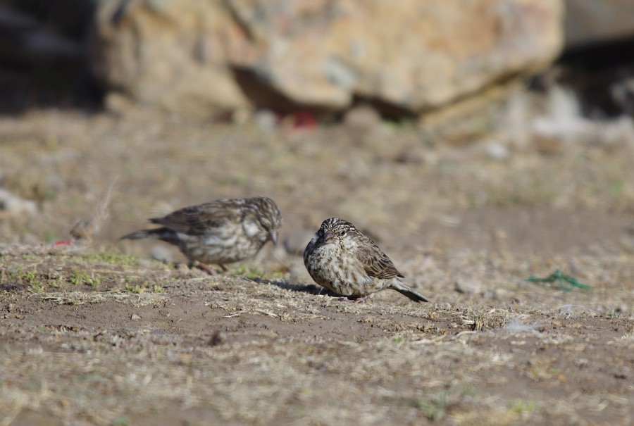 Serin d'Ankober - ML553890271