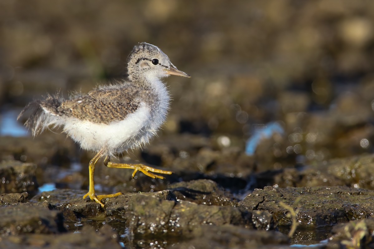 Spotted Sandpiper - Scott Carpenter