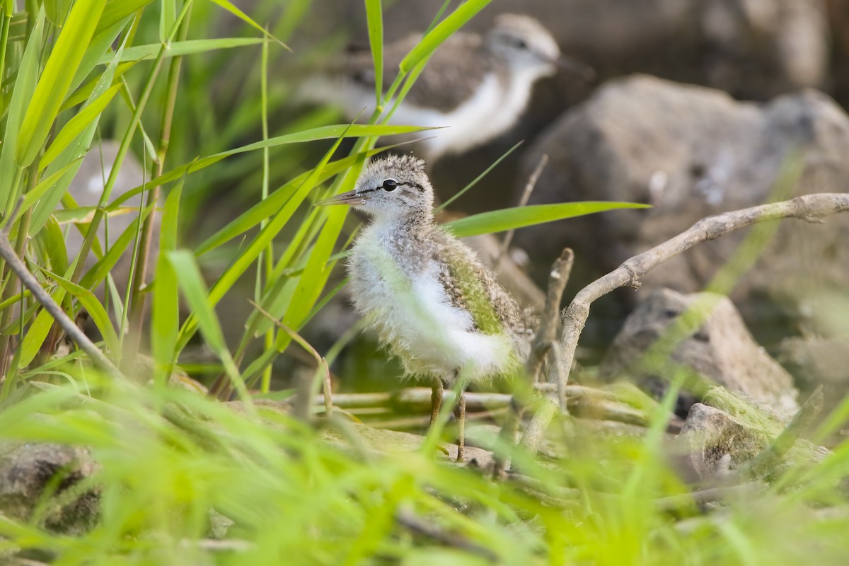 Spotted Sandpiper - ML553892401