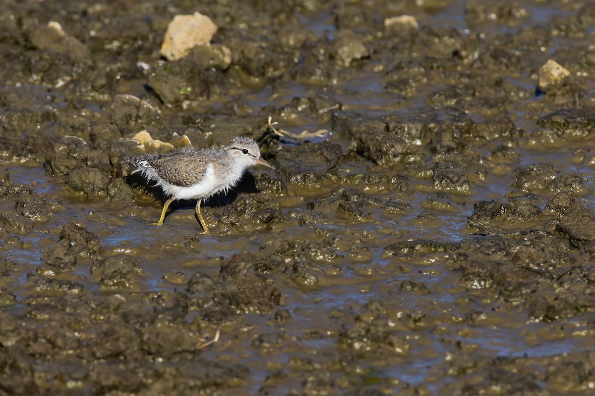 Spotted Sandpiper - ML553892431