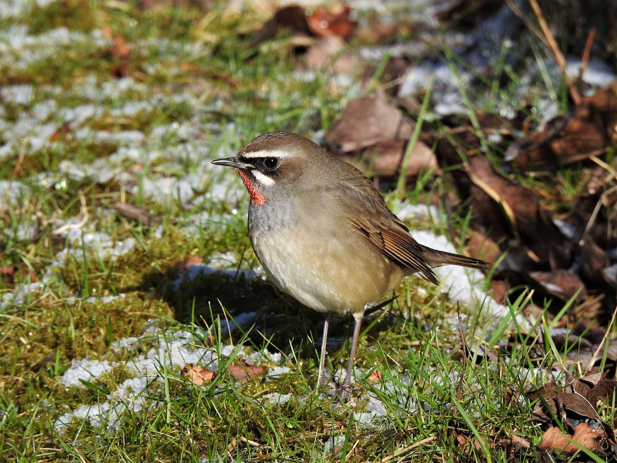 Siberian Rubythroat - ML553892801