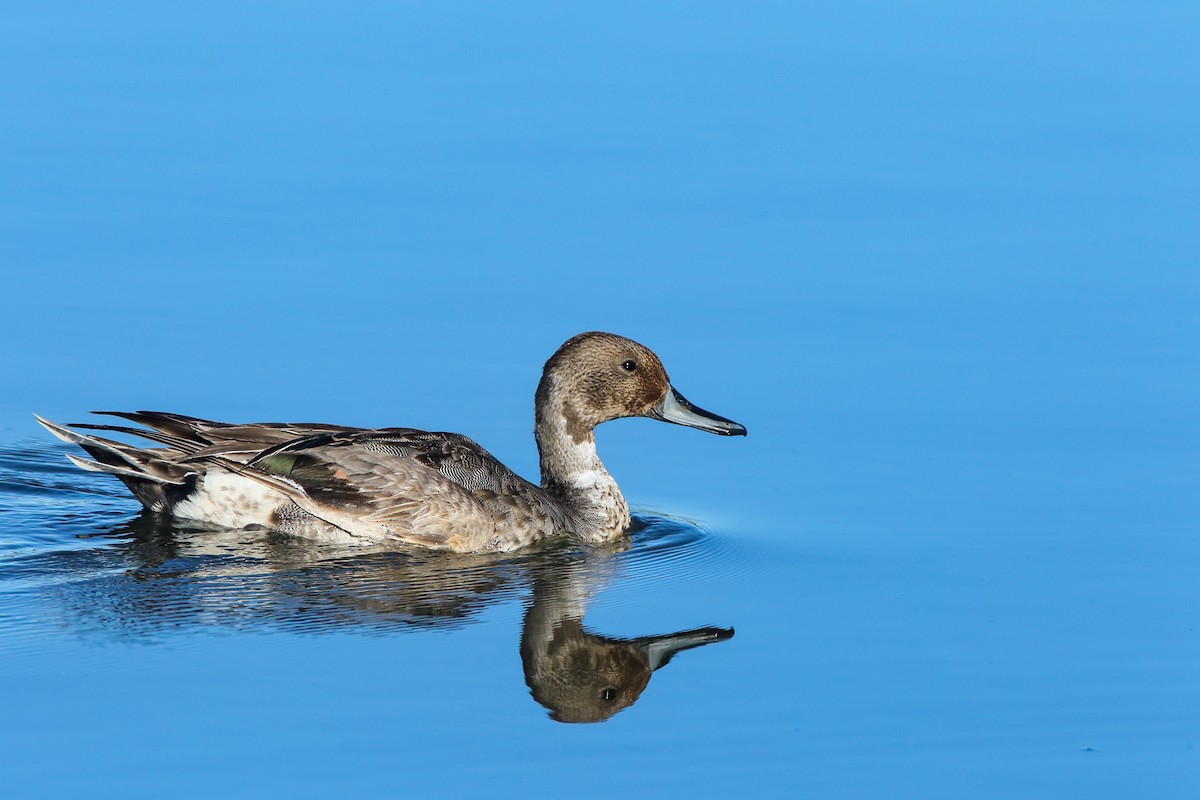 Northern Pintail - Scott Carpenter