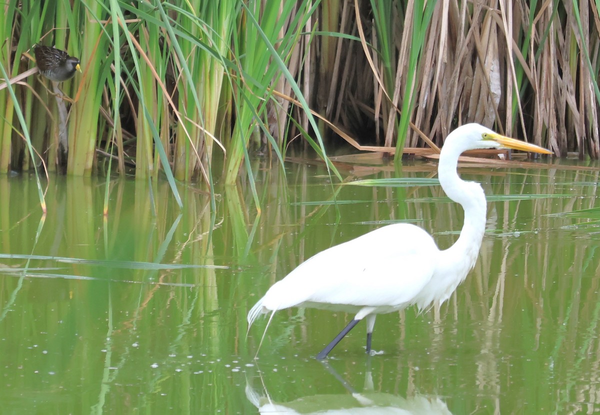 Great Egret - ML553893961