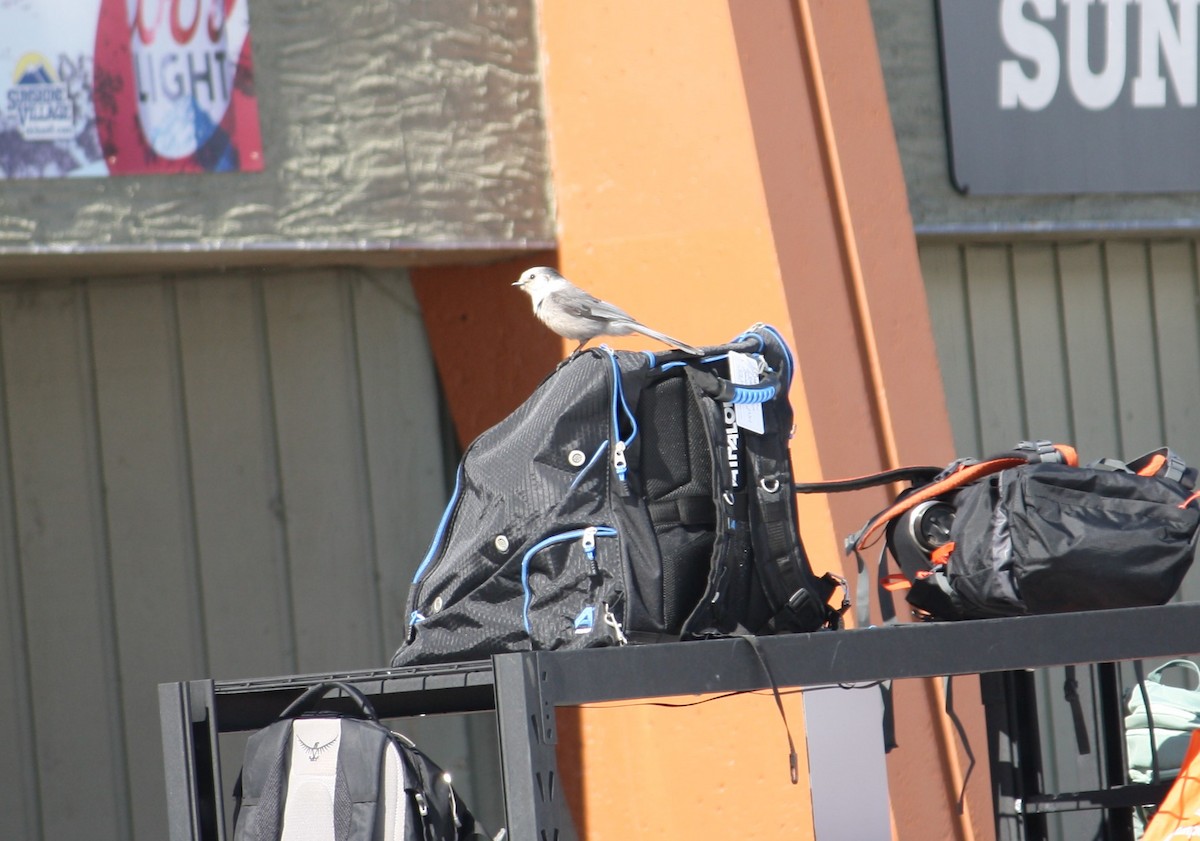 Canada Jay - Scott Hartman