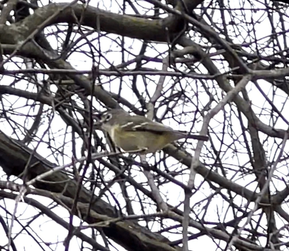 Blue-headed Vireo - ML553895181