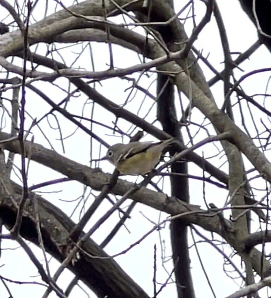Blue-headed Vireo - ML553895191