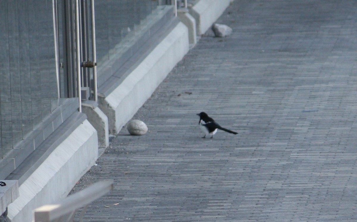 Black-billed Magpie - ML553895221