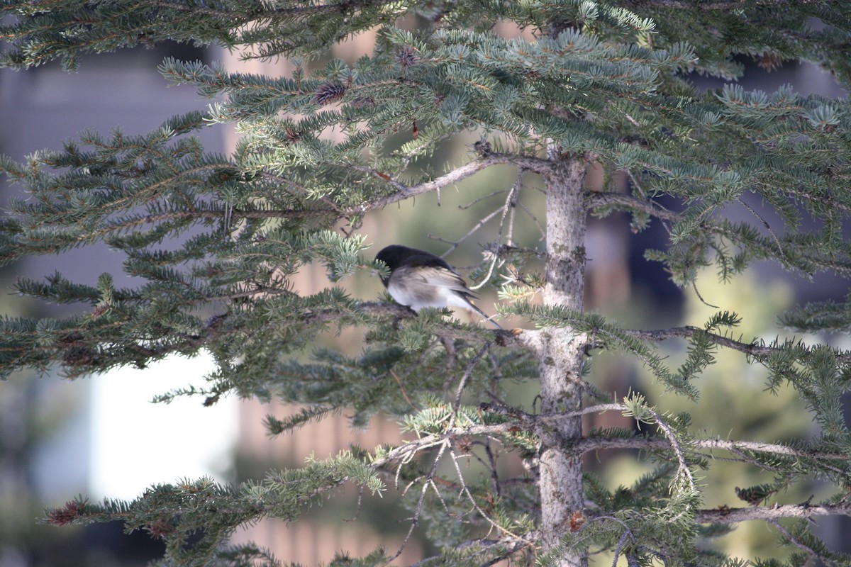 Junco ardoisé (hyemalis/carolinensis/cismontanus) - ML553895351