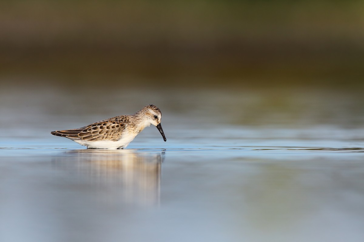 Western Sandpiper - Scott Carpenter