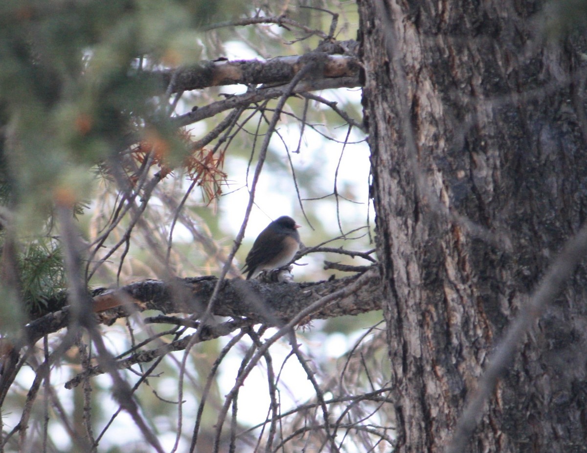 Junco ardoisé (groupe oreganus) - ML553895711