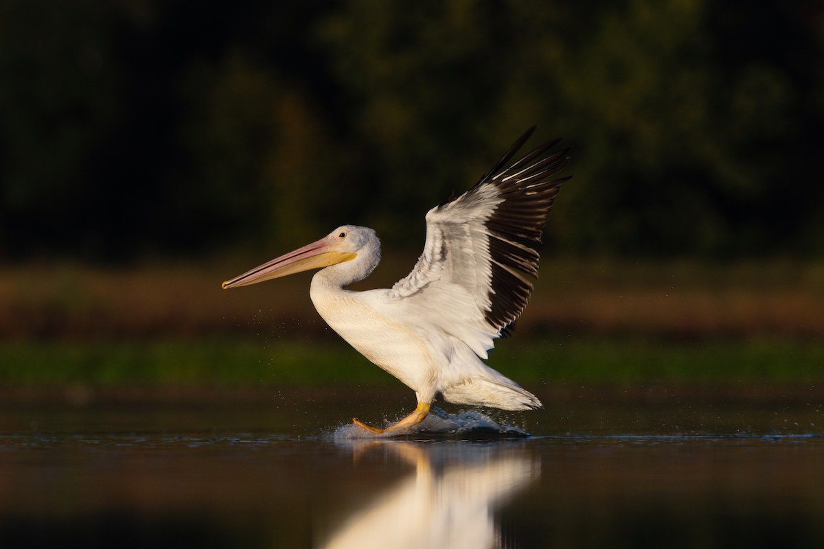 American White Pelican - ML553895761