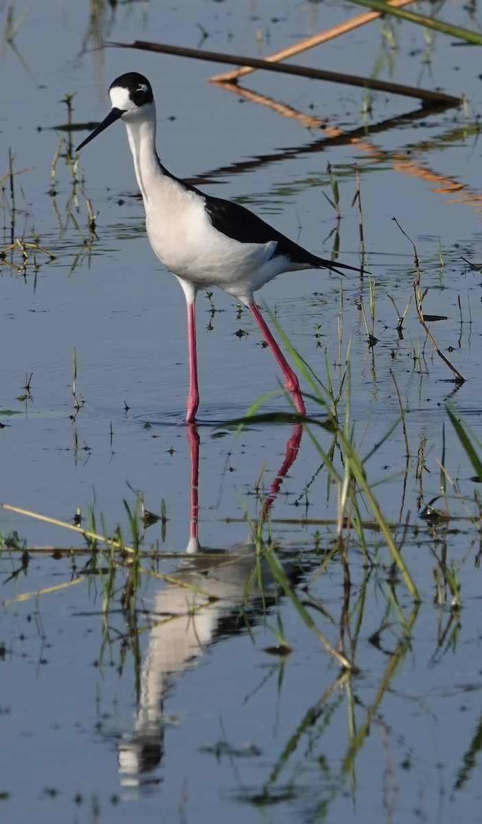 Black-necked Stilt - ML553896021