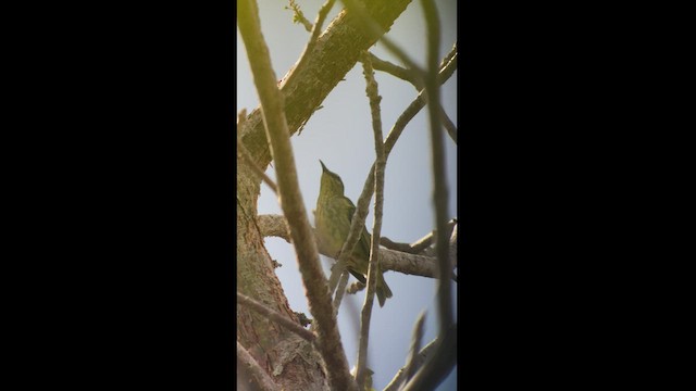 Red-legged Honeycreeper - ML553896131