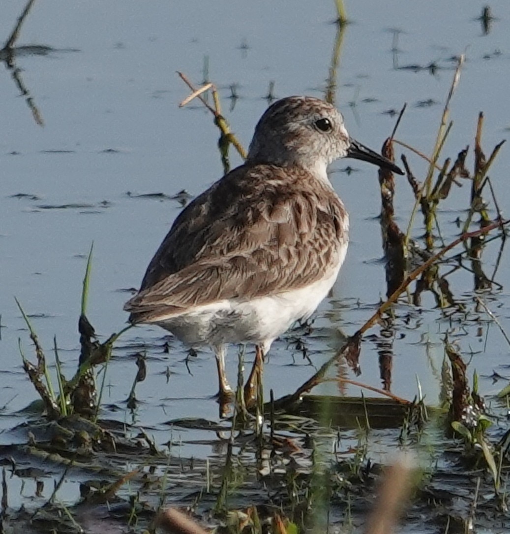 Least Sandpiper - ML553896171