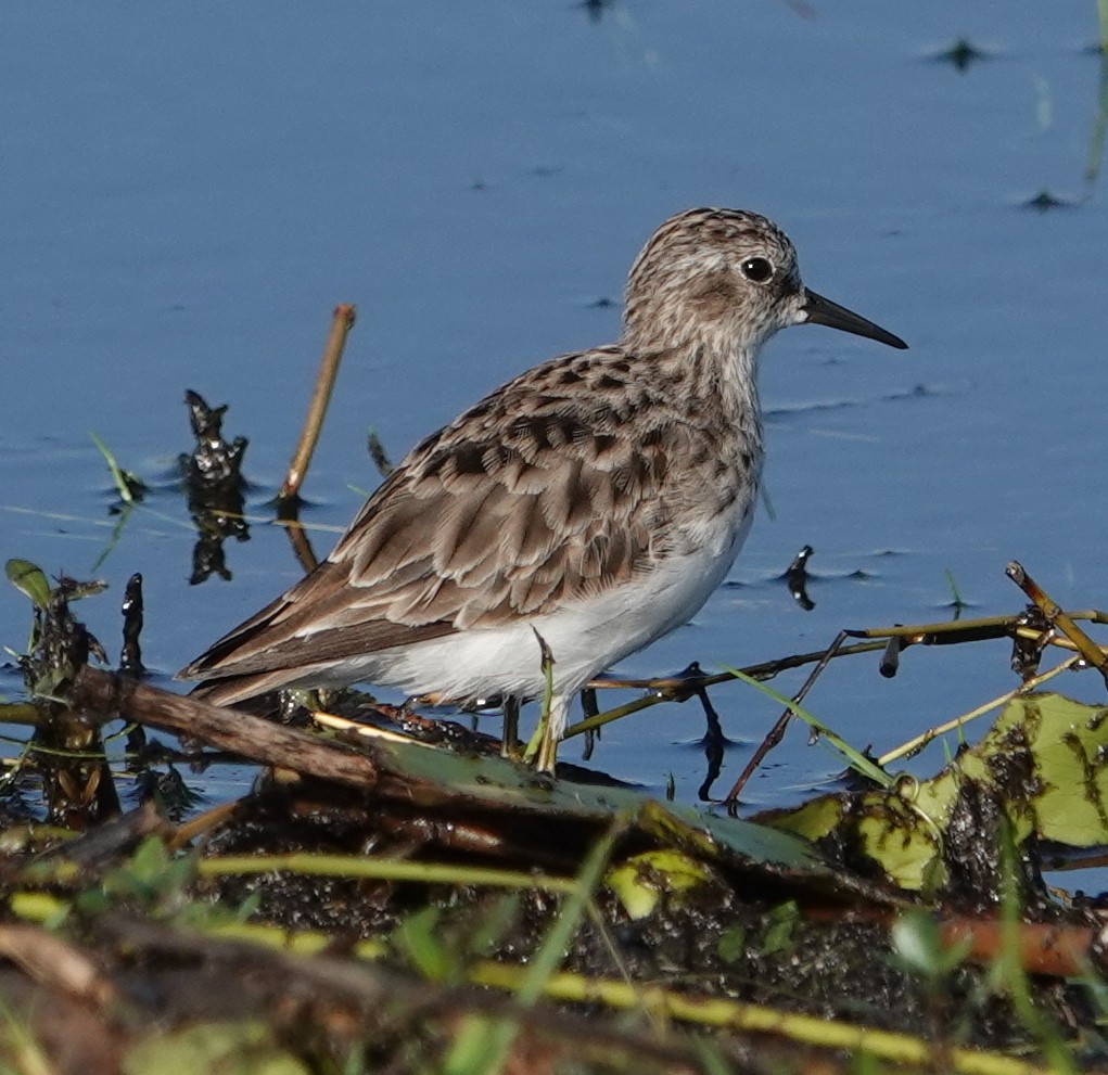 Least Sandpiper - ML553896181