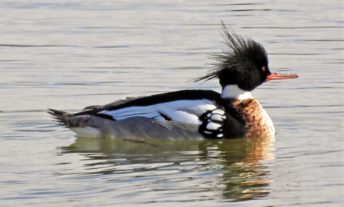 Red-breasted Merganser - ML553896961