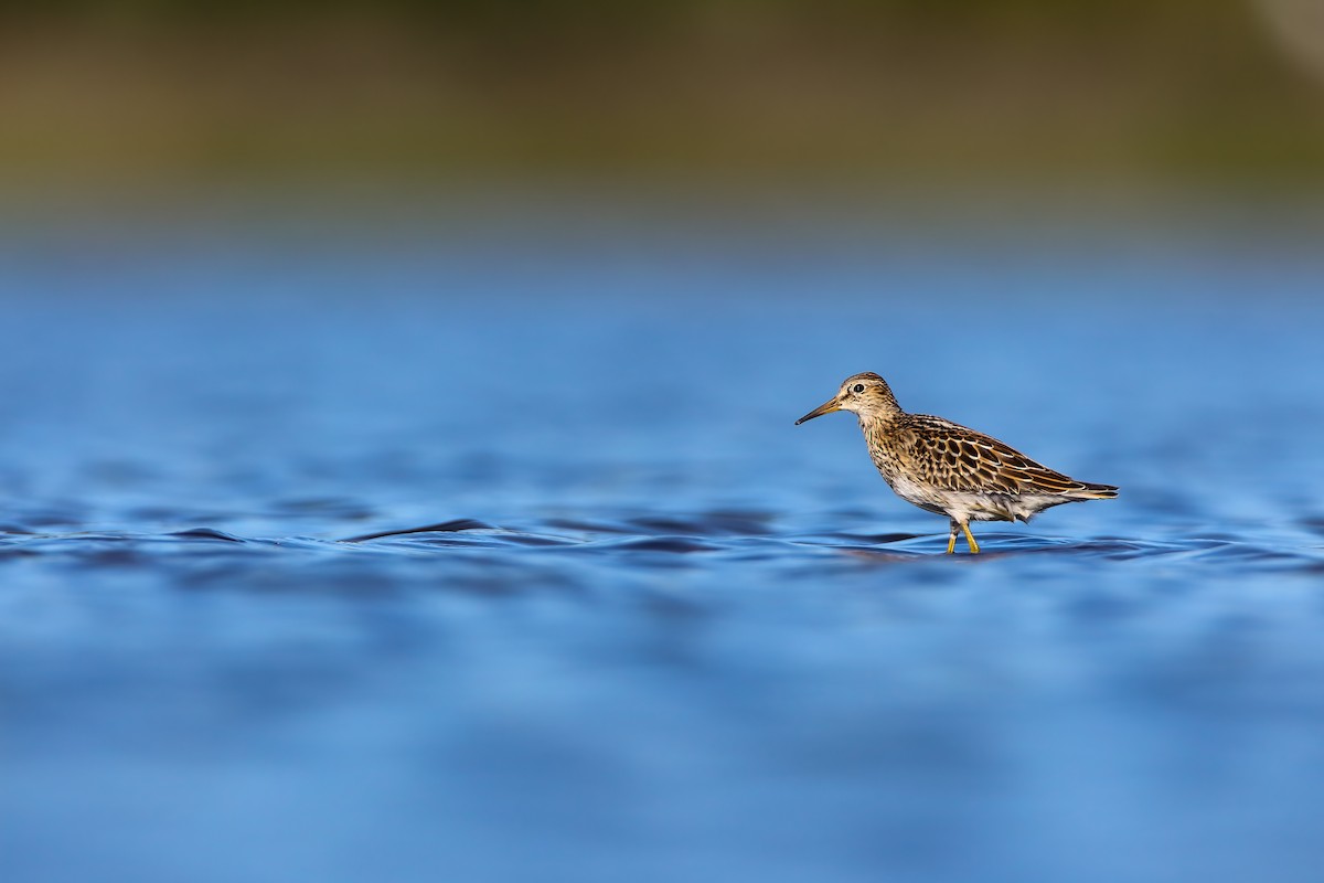 Pectoral Sandpiper - ML553897301