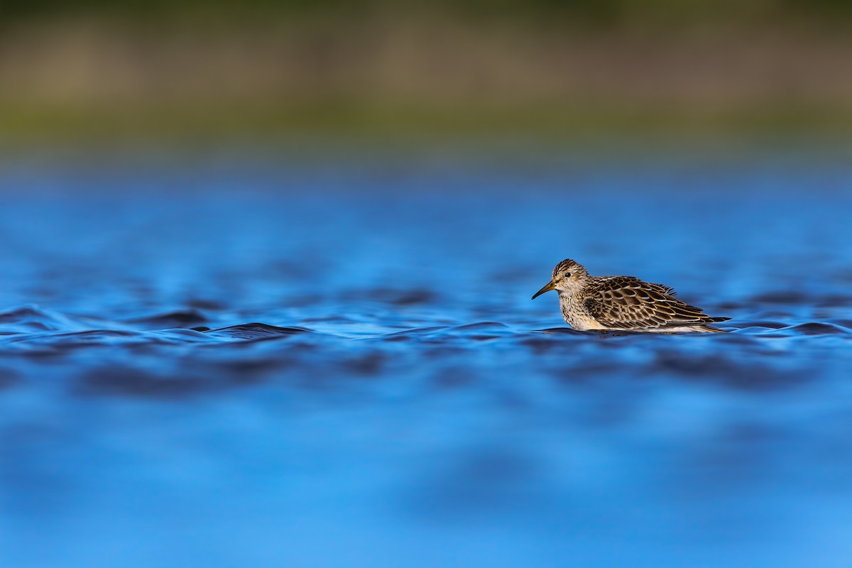 Pectoral Sandpiper - ML553897311