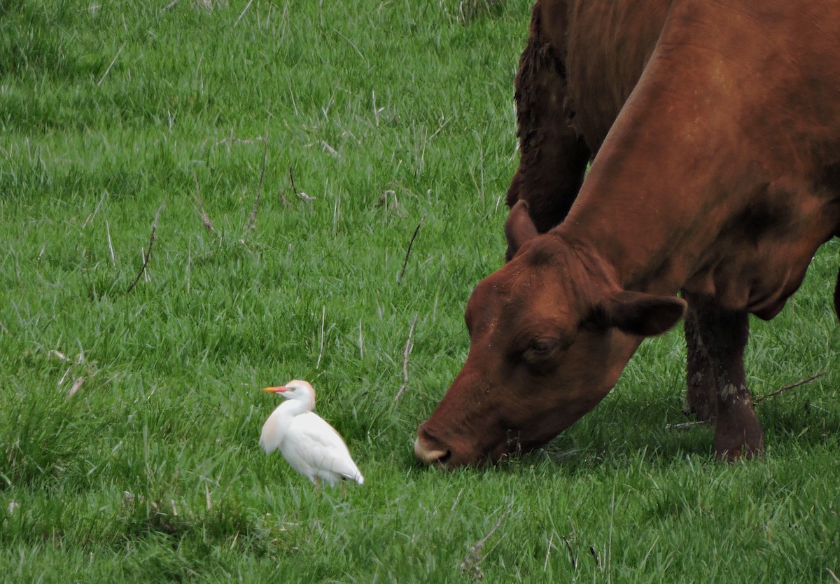 Western Cattle-Egret - ML55389741