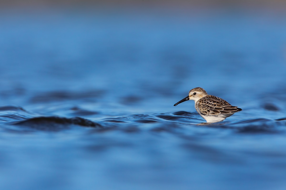 Western Sandpiper - ML553897571