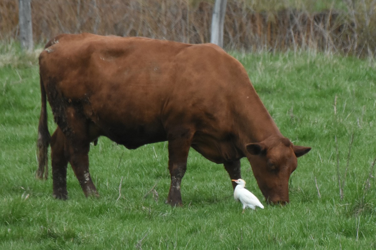 Western Cattle-Egret - ML55389781
