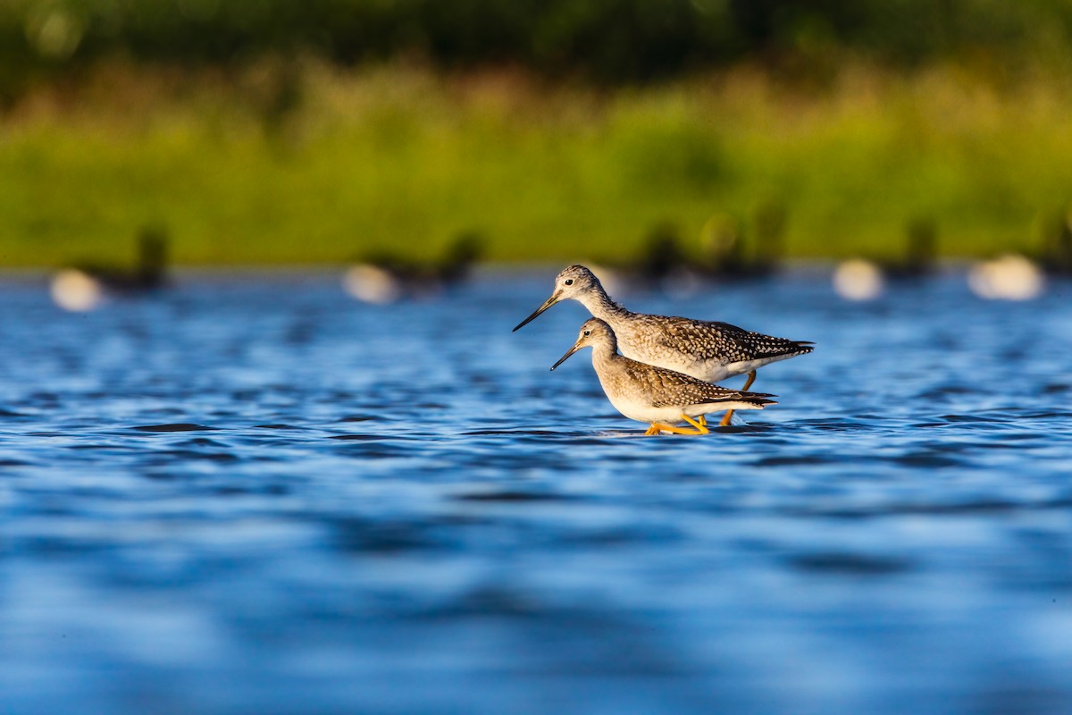 Lesser Yellowlegs - Scott Carpenter