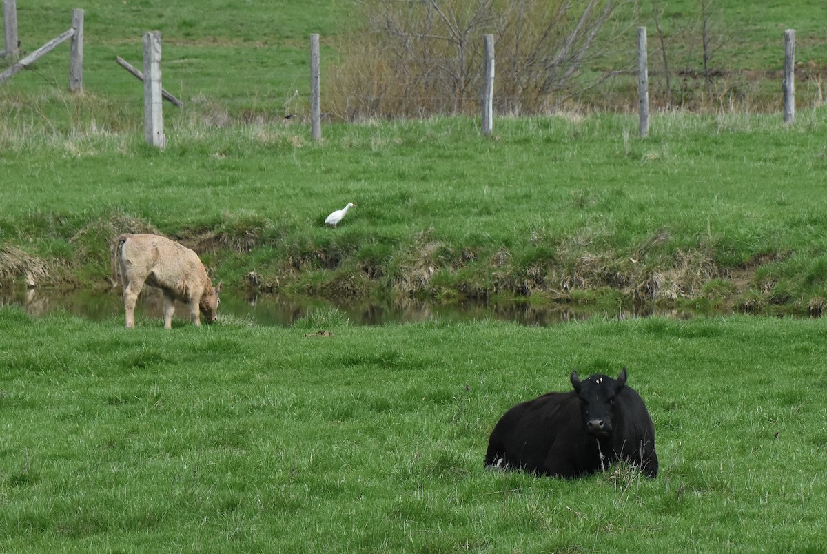 Western Cattle-Egret - ML55389801