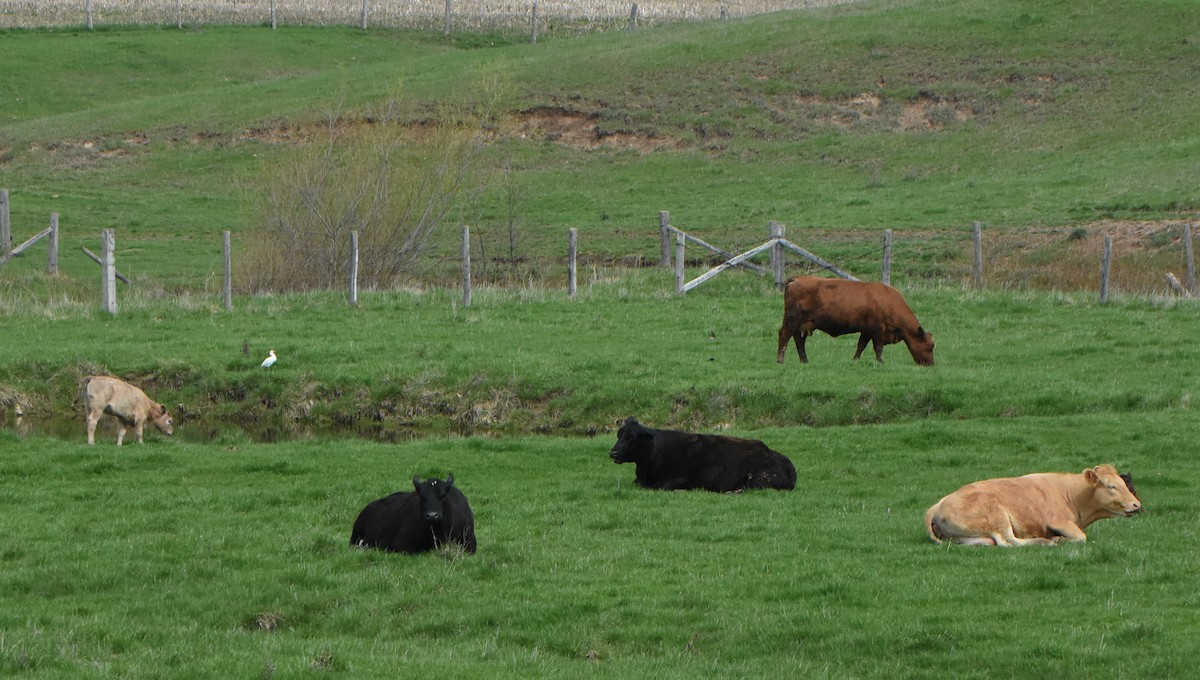 Western Cattle-Egret - ML55389821