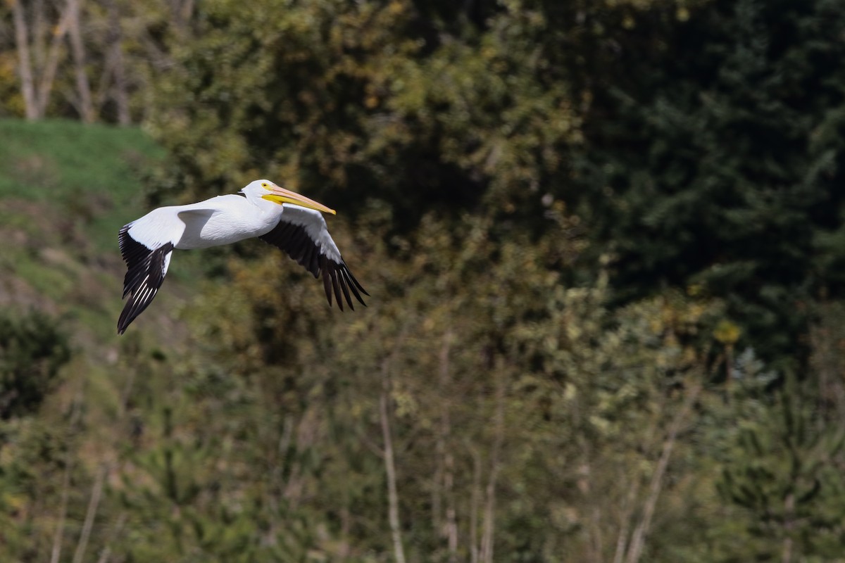 American White Pelican - ML553899101