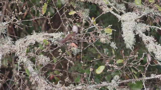 Cetti's Warbler - ML553899381