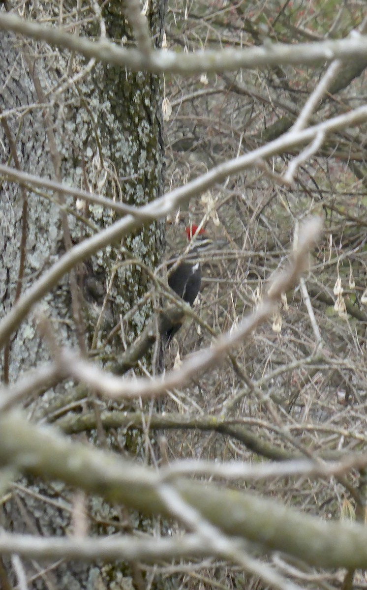 Pileated Woodpecker - ML553900011