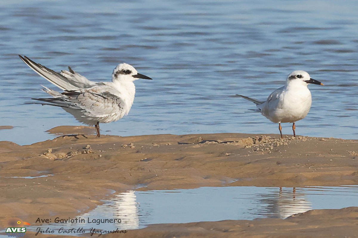 Snowy-crowned Tern - ML553900521