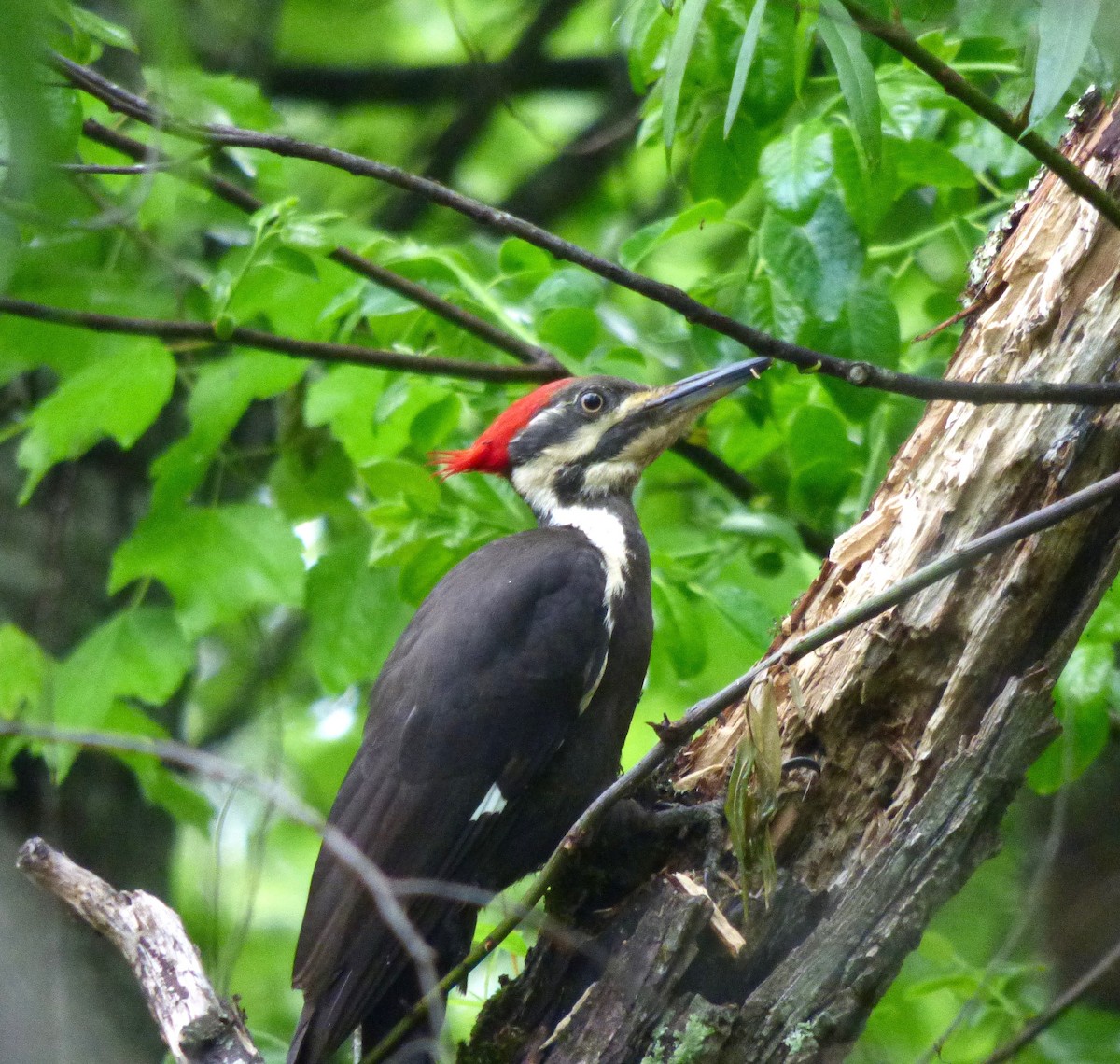 Pileated Woodpecker - ML55390061