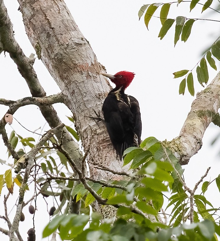 Pale-billed Woodpecker - Peter Seubert
