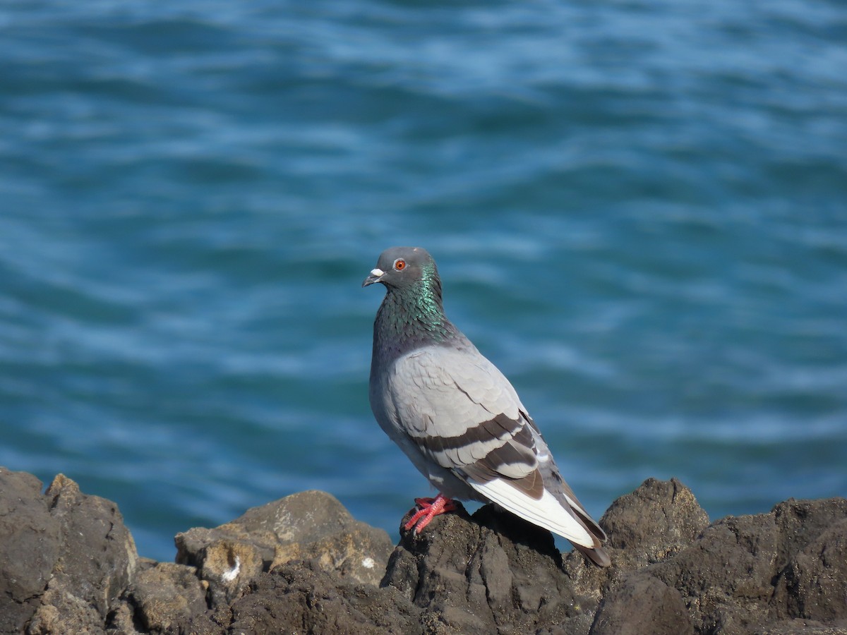Rock Pigeon (Feral Pigeon) - Joel Strafelda