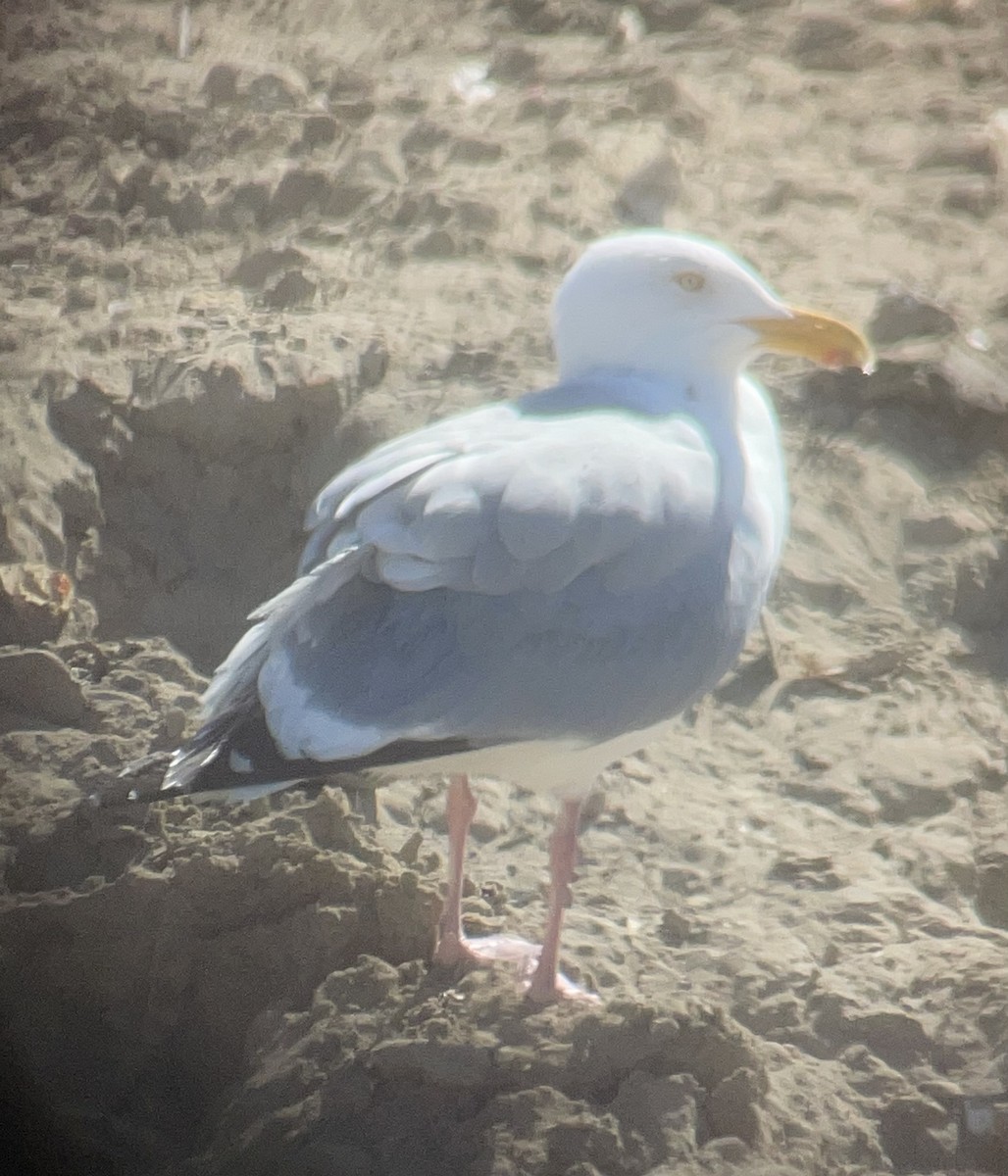 Herring Gull - Cheryl Huizinga