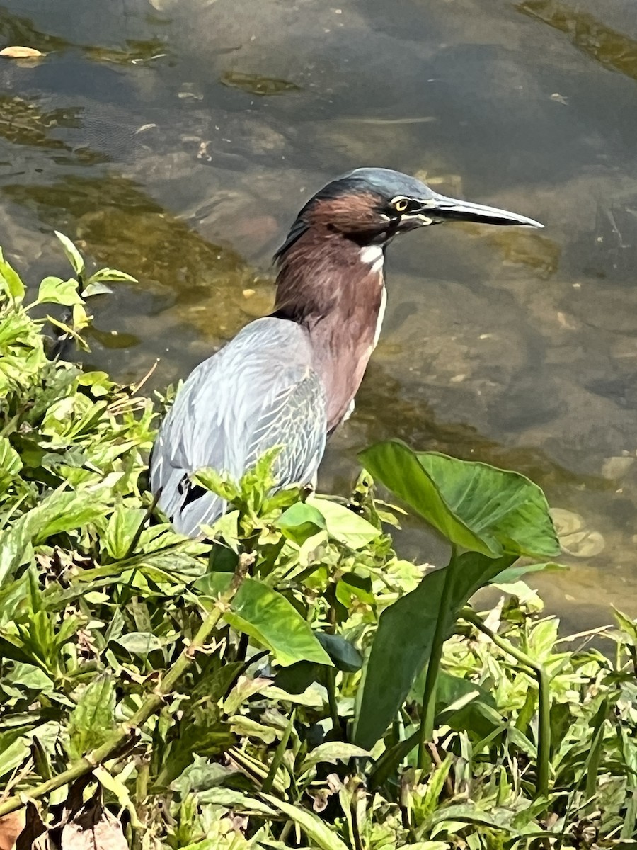 Green Heron - ML553903211