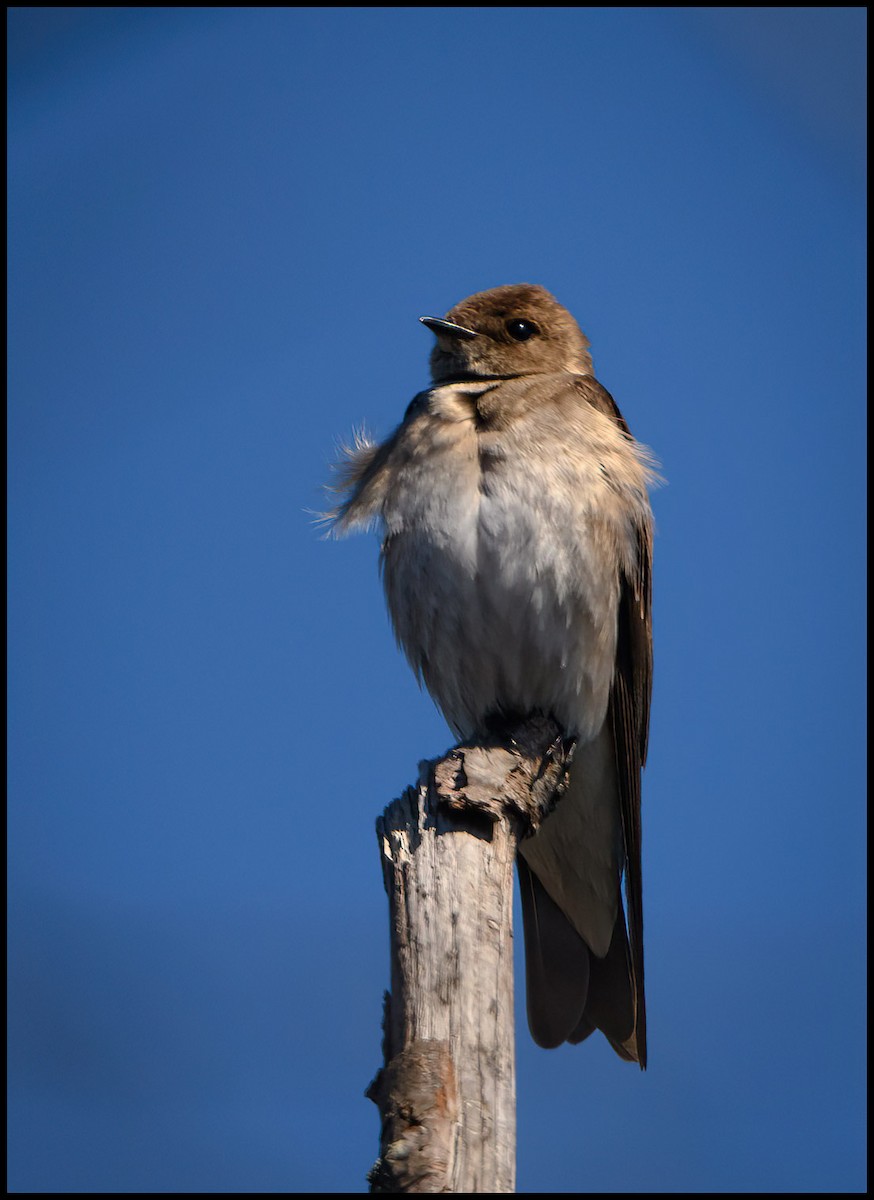 Northern Rough-winged Swallow - ML553903281