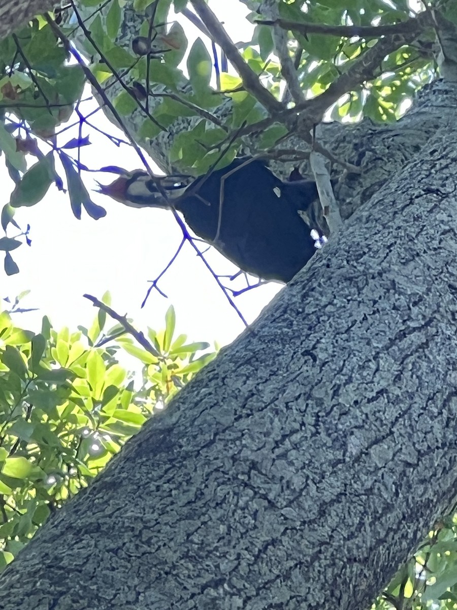 Pileated Woodpecker - ML553903401