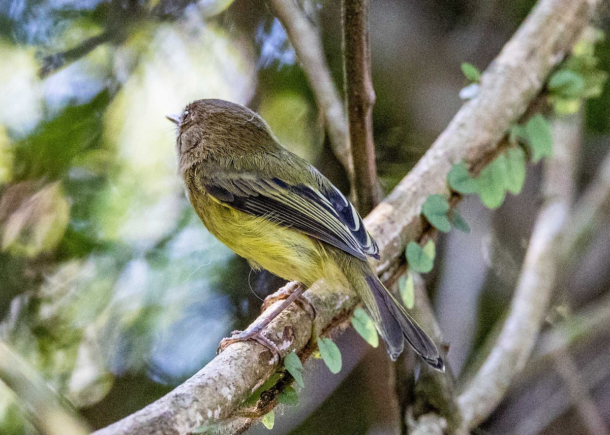 Kaempfer's Tody-Tyrant - ML553903571