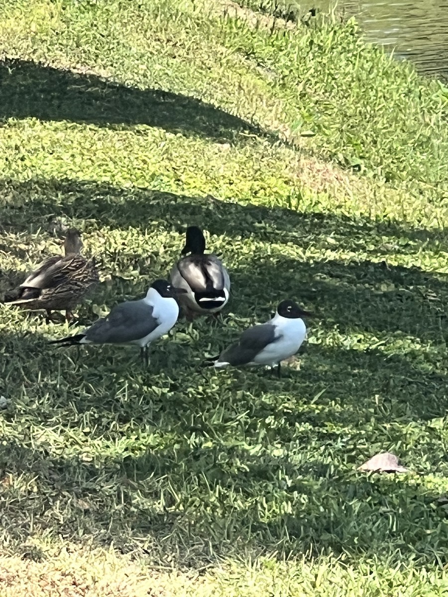 gull/tern sp. - ML553903841