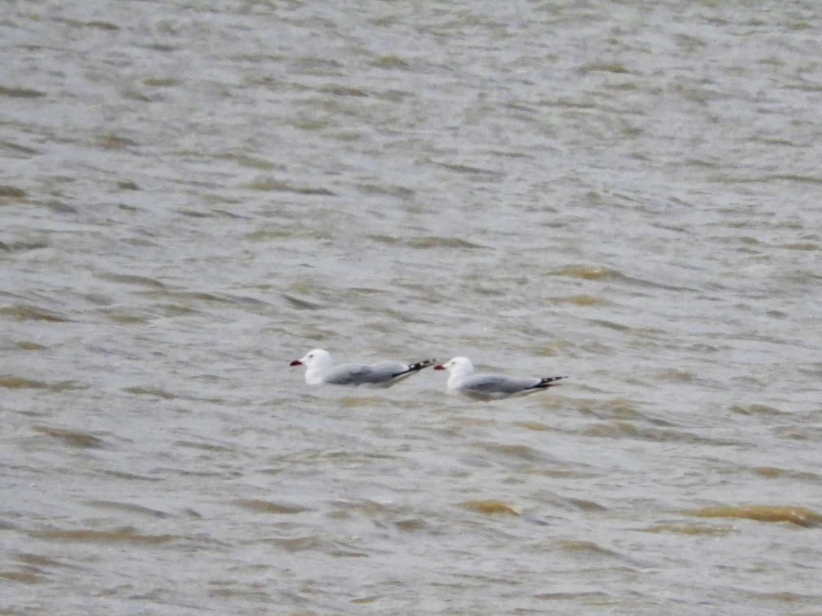 Audouin's Gull - ML553904101