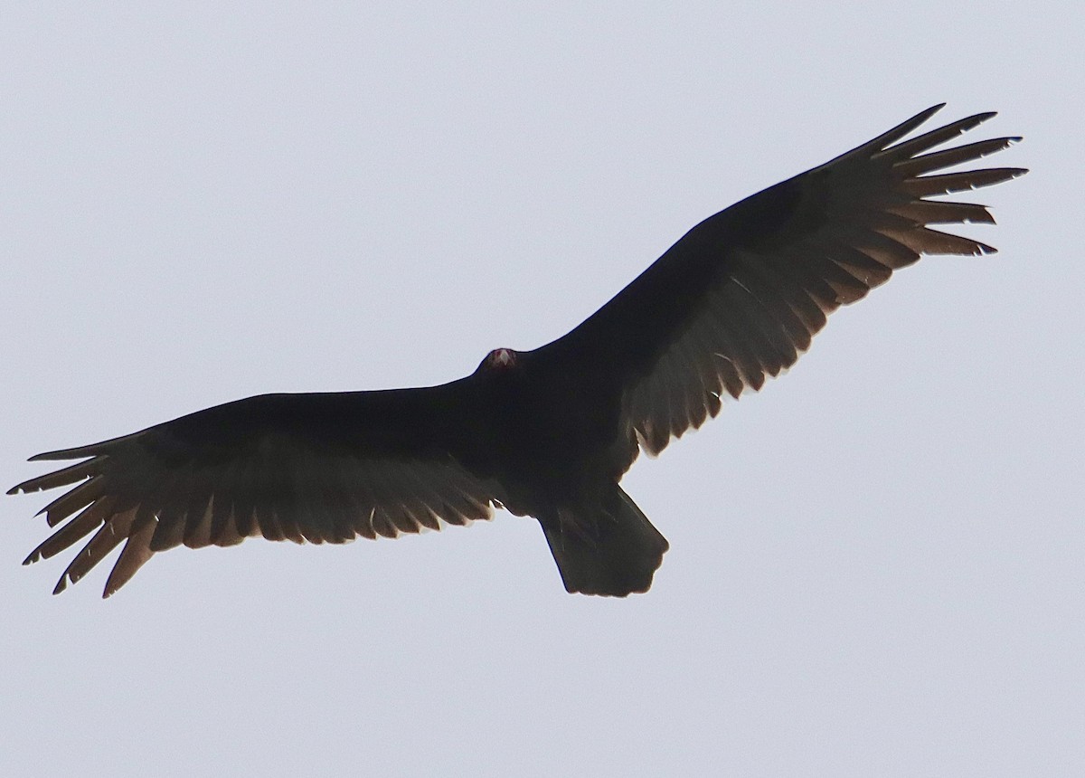 Turkey Vulture - ML553904281