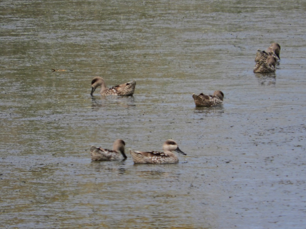 Marbled Duck - ML553906311