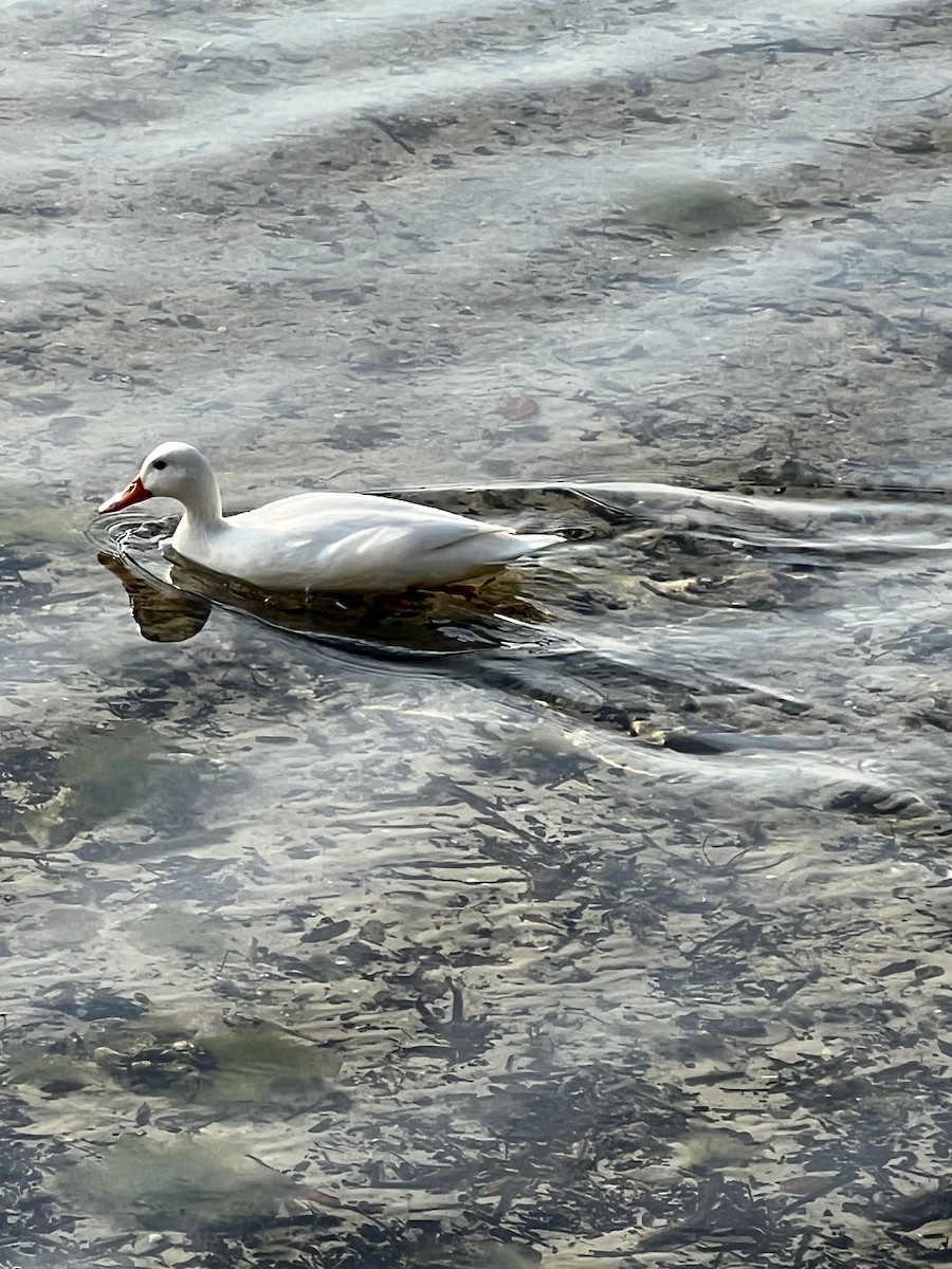 duck sp. - ML553908211